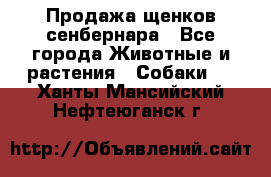 Продажа щенков сенбернара - Все города Животные и растения » Собаки   . Ханты-Мансийский,Нефтеюганск г.